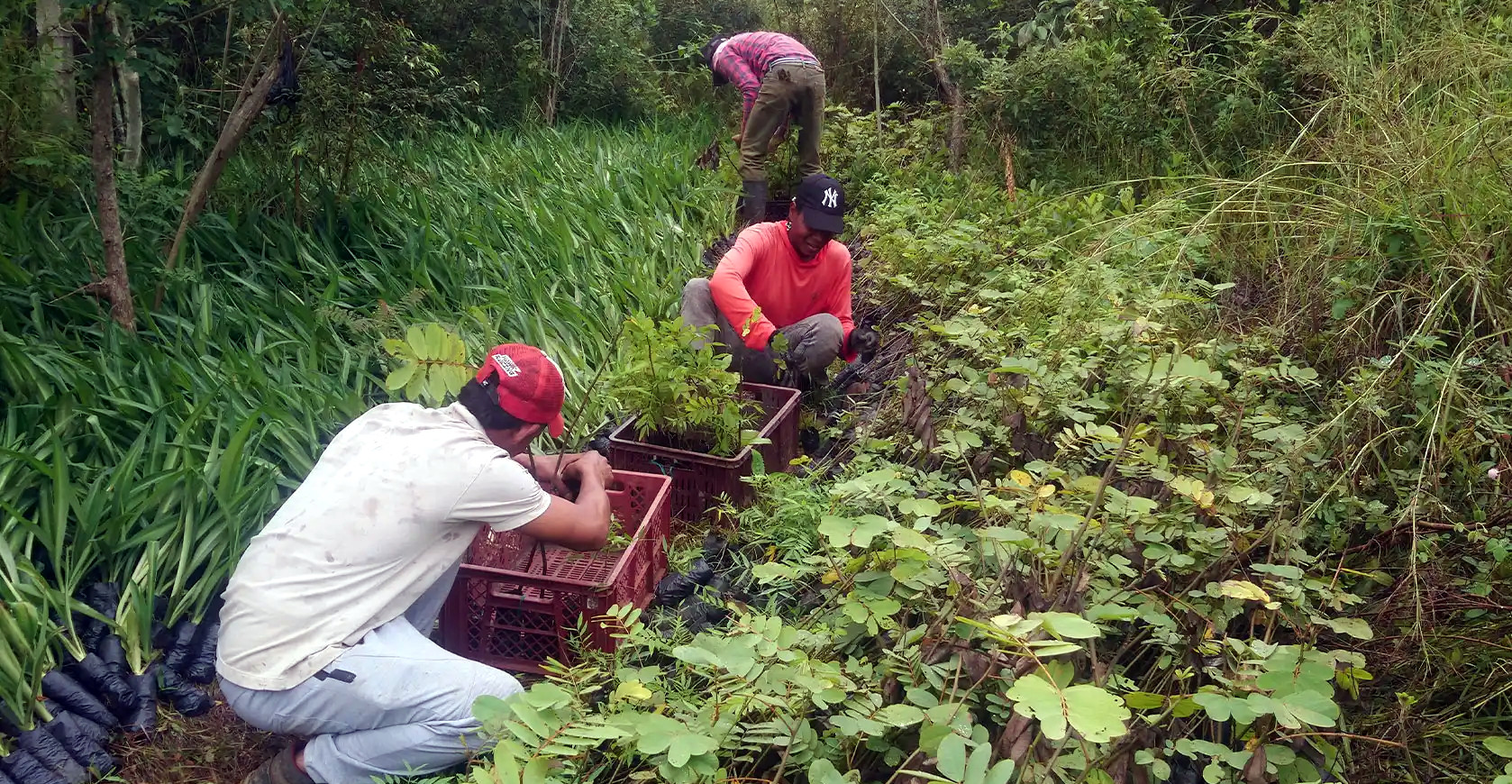 Community Roots: Reforestation Investments Must Center on People